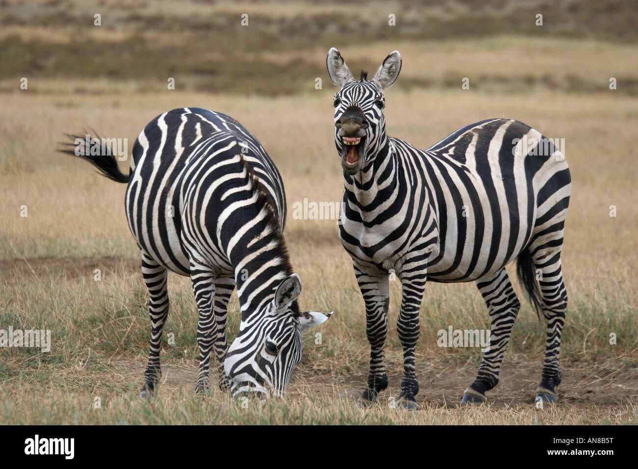 Zebras im Hells Gate NP Kenia Stockfoto