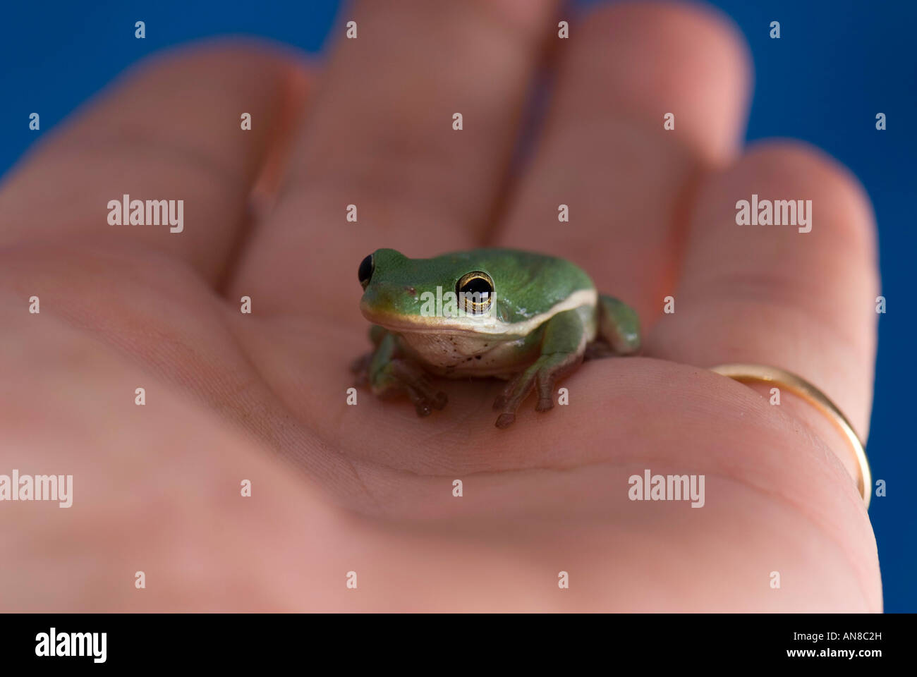 Kleinen grünen Frosch in Handfläche Stockfoto