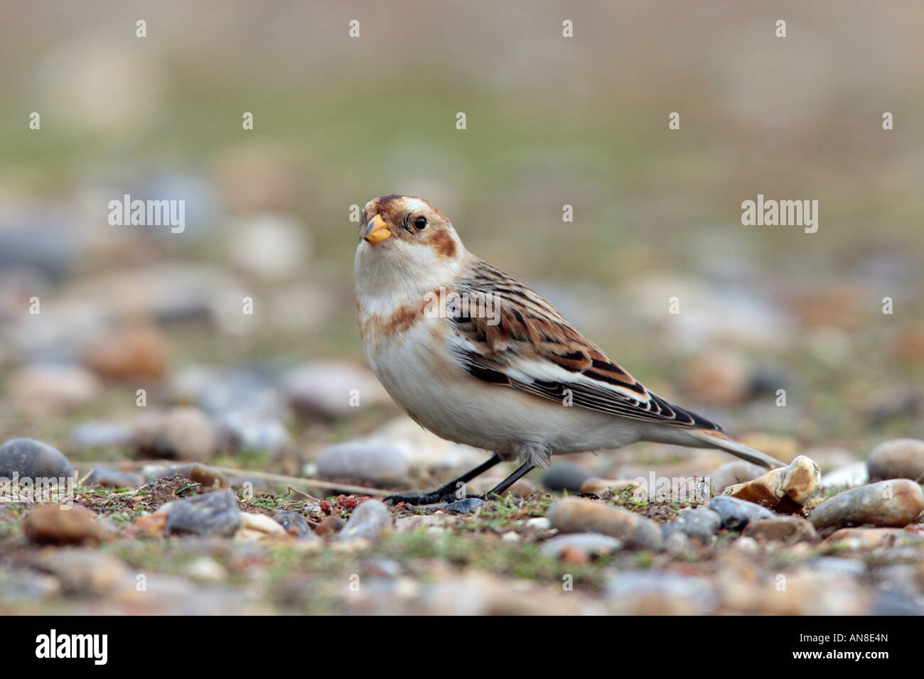 Snow Bunting Plectrophenax Nivalis Futtersuche am Meer Ufer Salthouse Norfolk Stockfoto