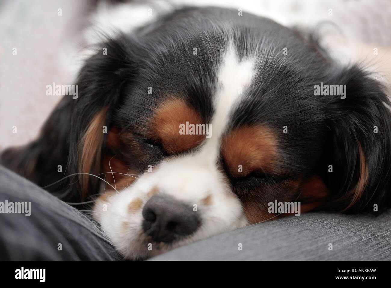 King Charles Spaniel Hund schlafen Stockfoto