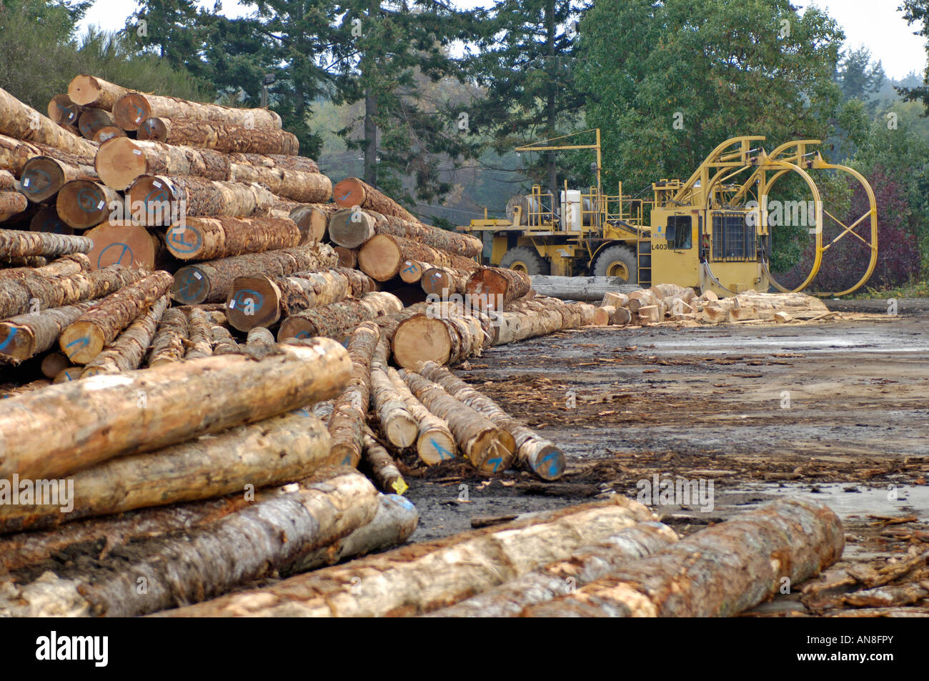 Caterpillar Log Picker kanadischen Schnittholz Bauholz zur Marktreife Stockfoto