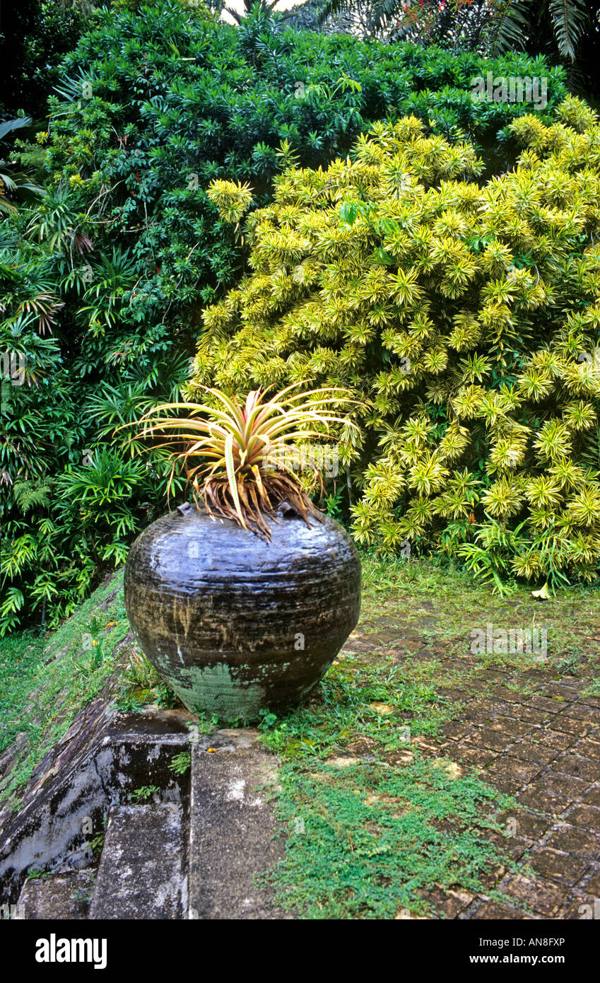 Schwarze Terrakotta Vase Übertopf in eine einzigartige tropische Garten kurze in der Nähe von Bentota Sri Lanka Asien Stockfoto