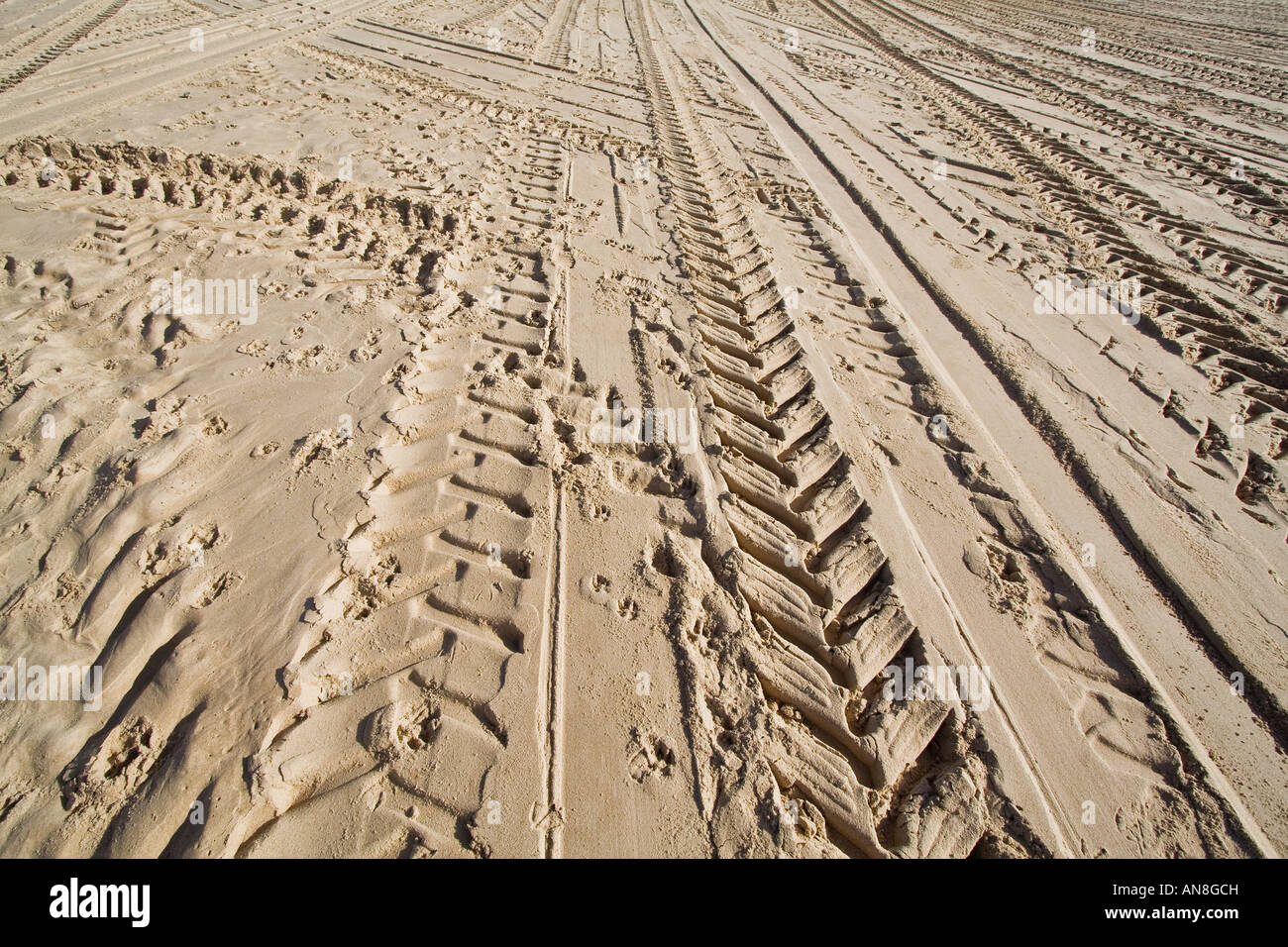 Traktor-Rad Spuren im goldenen Strandsand Stockfoto
