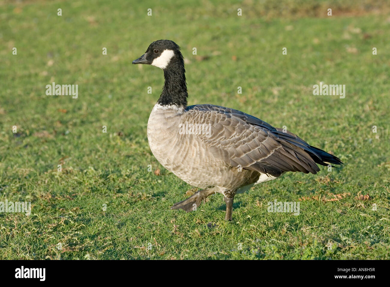 Kanadagans Branta Canadensis Oklahoma USA 14 September Erwachsene Anatidae Stockfoto