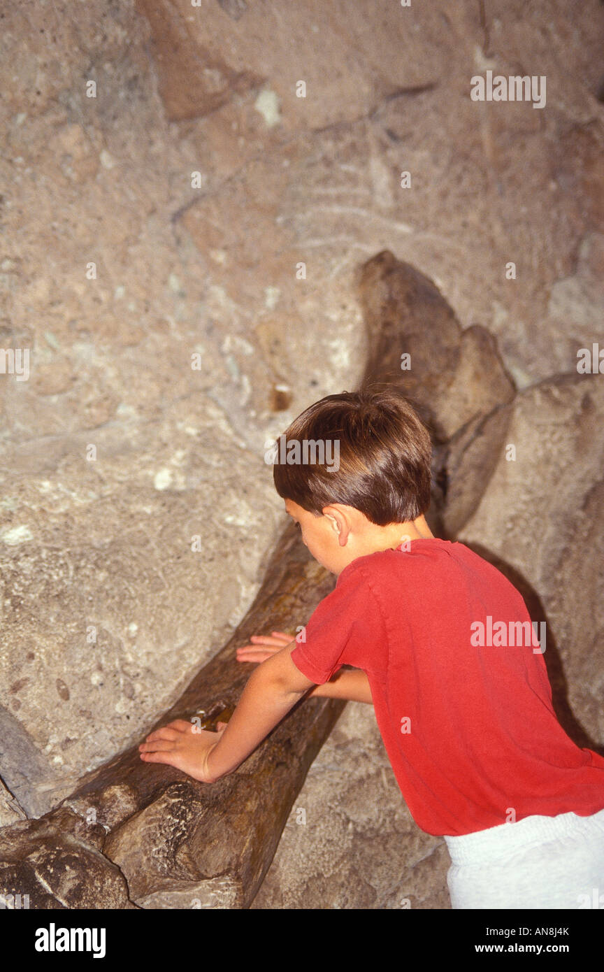 Junge berühren Dinosaurier Fossil, Dinosaur National Monument, Colorado, USA Stockfoto