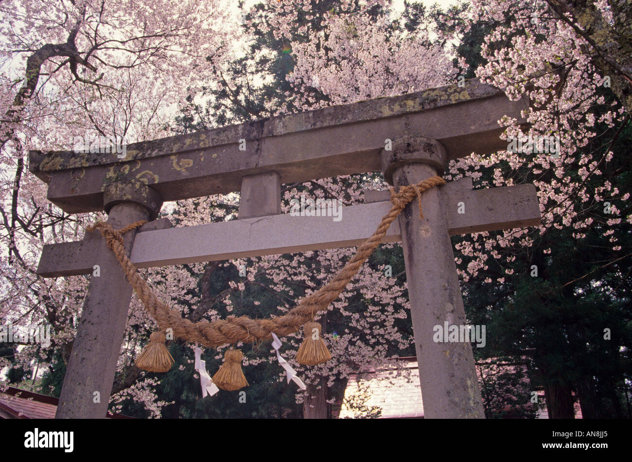 The cherry blossoms at the gate of Shinto shrine in Gifu Japan Asia Stockfoto