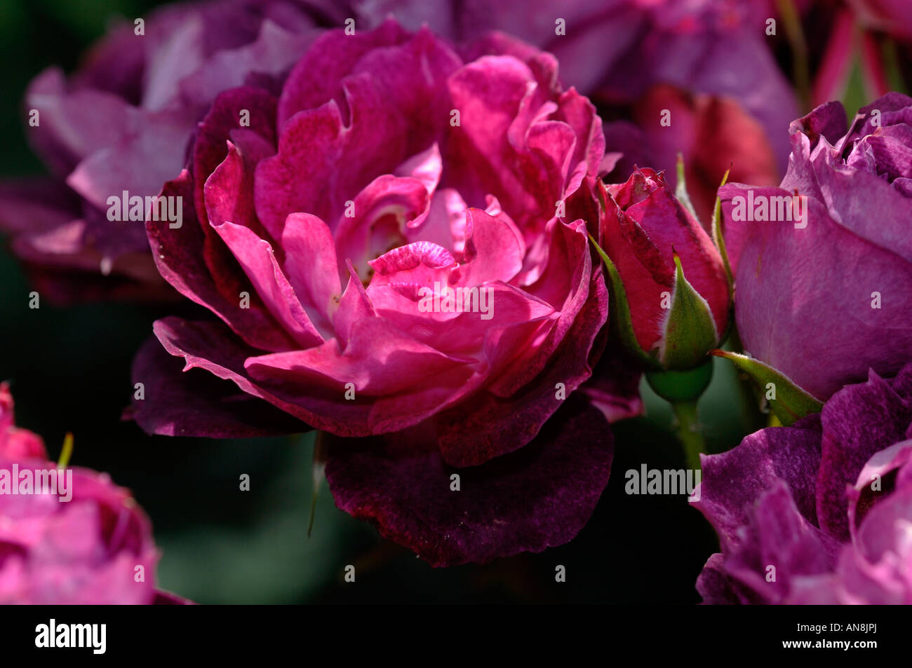 Eine Art von Rose benannt Kardinal Hulme. Stockfoto