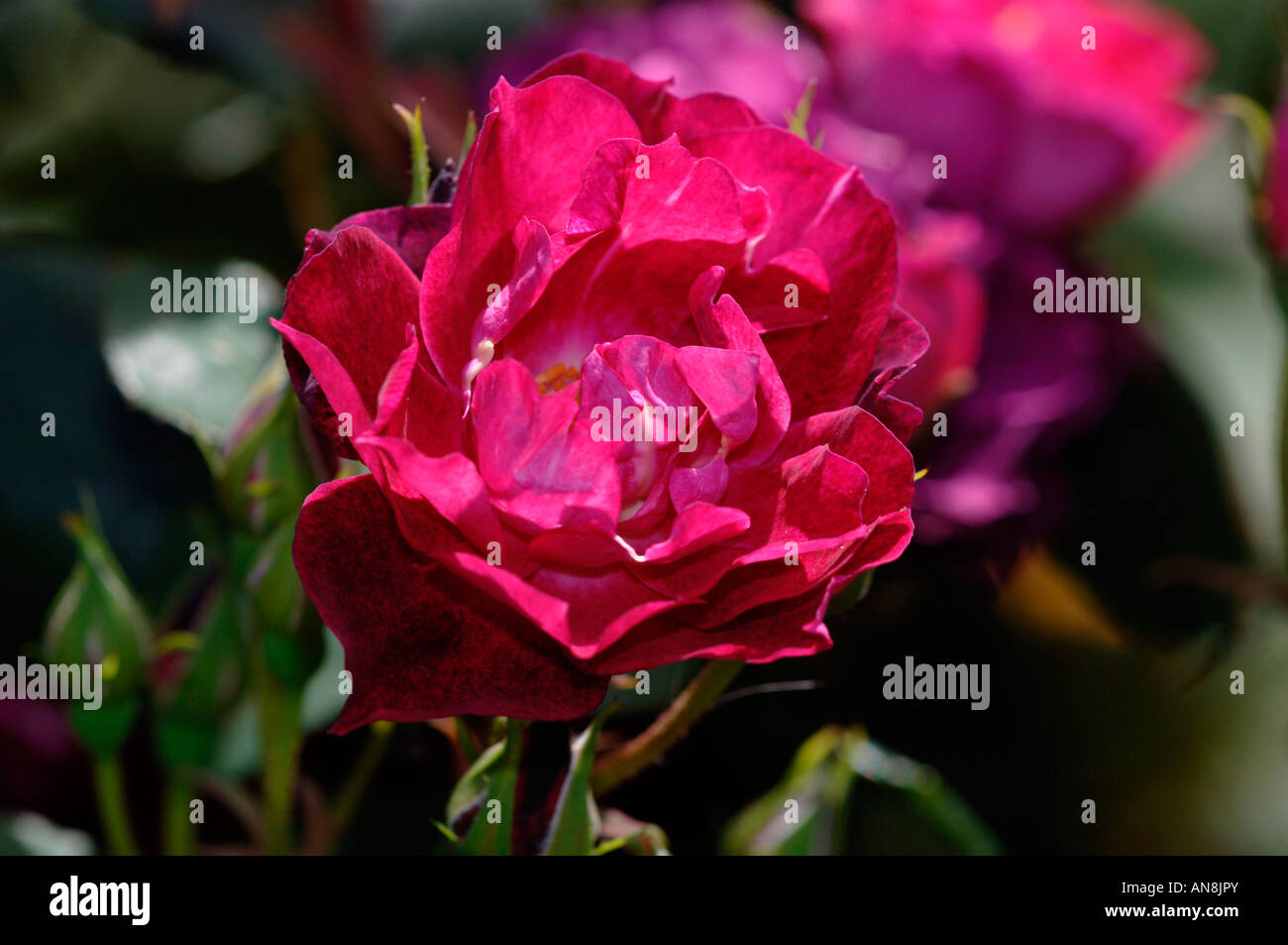 Eine Art von Rose benannt Kardinal Hulme. Stockfoto
