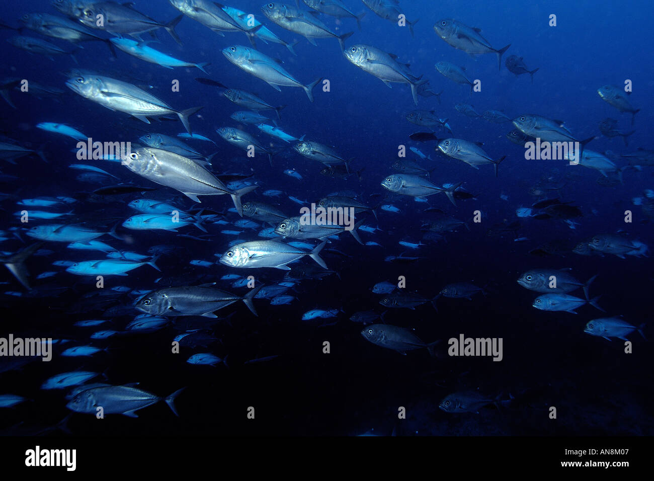 Buchsen Großaugenthun Caranx Sexfasciatus Schulbildung Apo island Marine Reserve-Philippinen Stockfoto