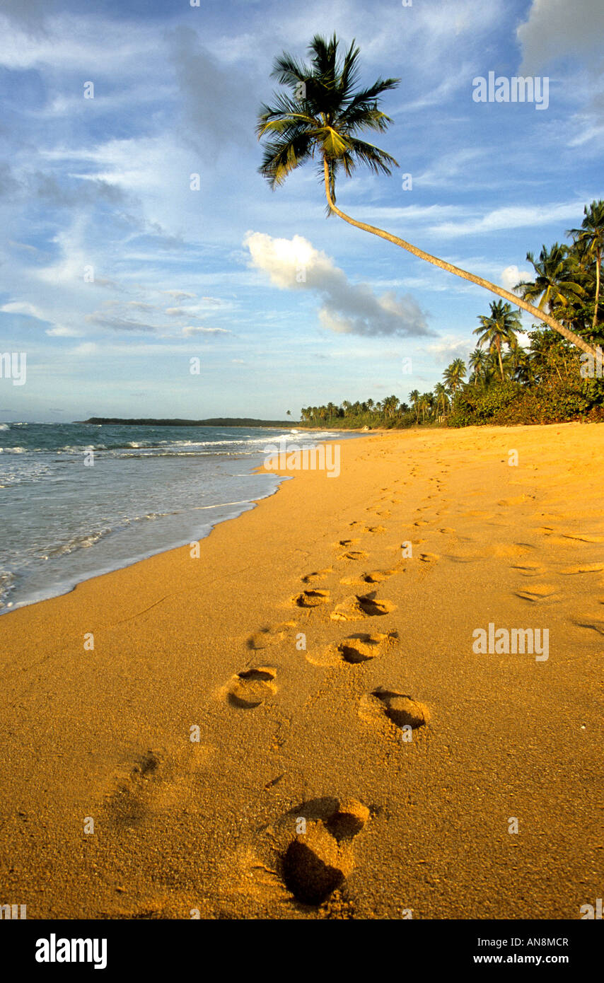 Fußspuren Schritte im Sand am Strand von Tres Palmitas Puerto Rico Stockfoto