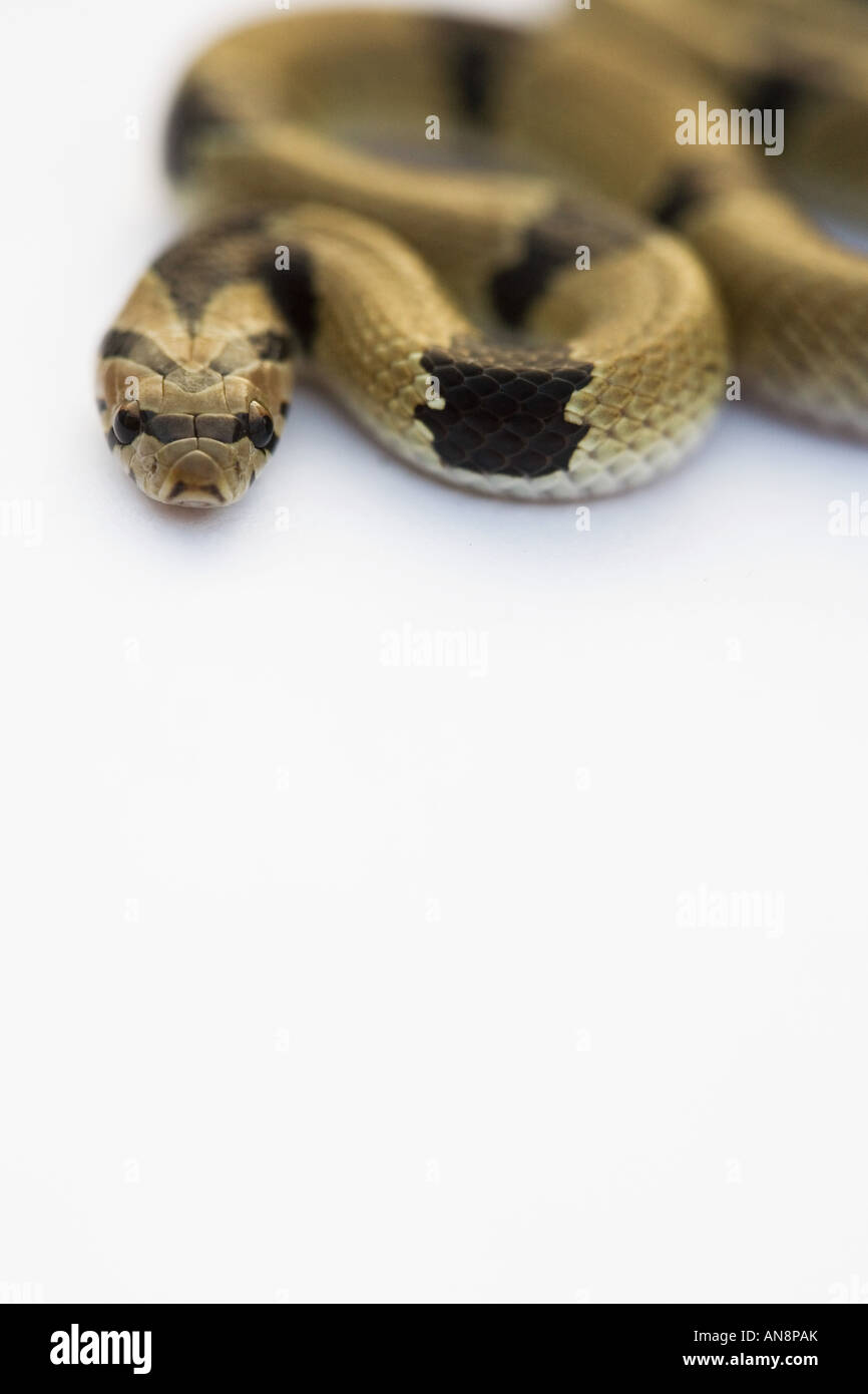 Gemeinsamen jungen Kukri Schlange auf weiß Stockfoto