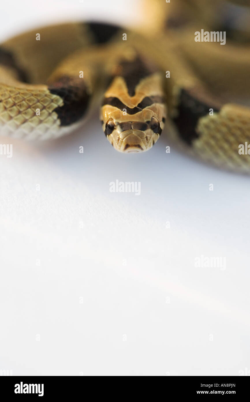 Gemeinsamen jungen Kukri Schlange auf weiß Stockfoto