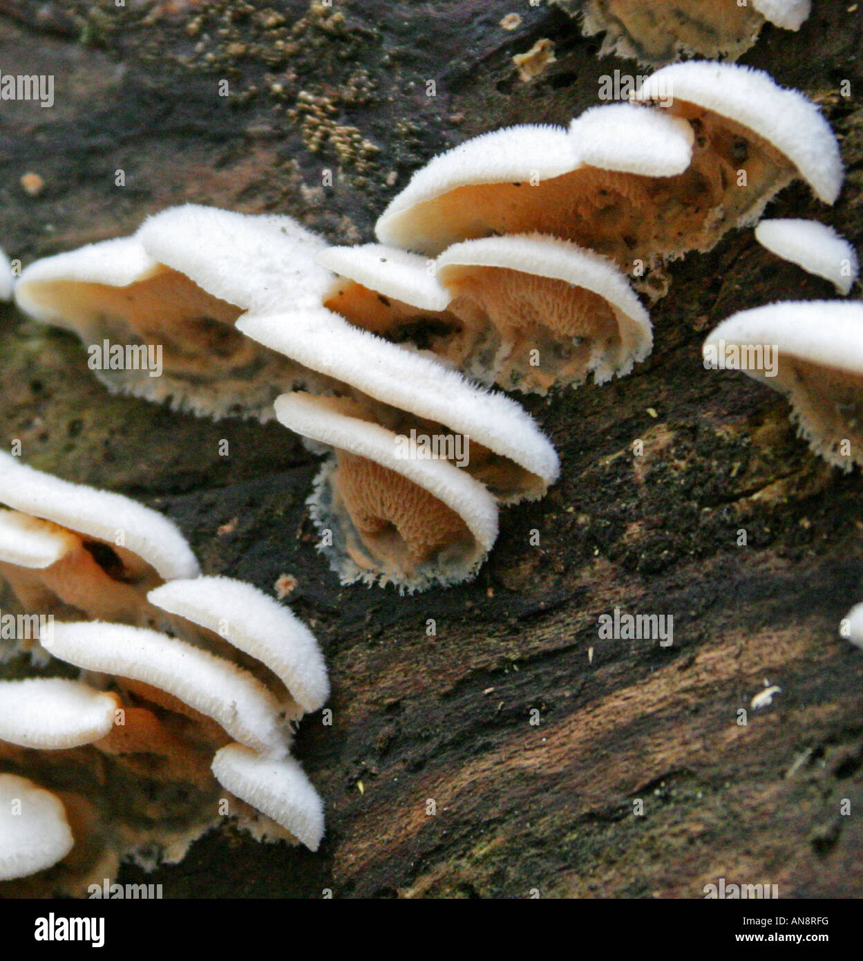 Gelee Rot Pilz, Phlebia Tremellosa (Merulius Tremellosus), Meruliaceae. Stockfoto