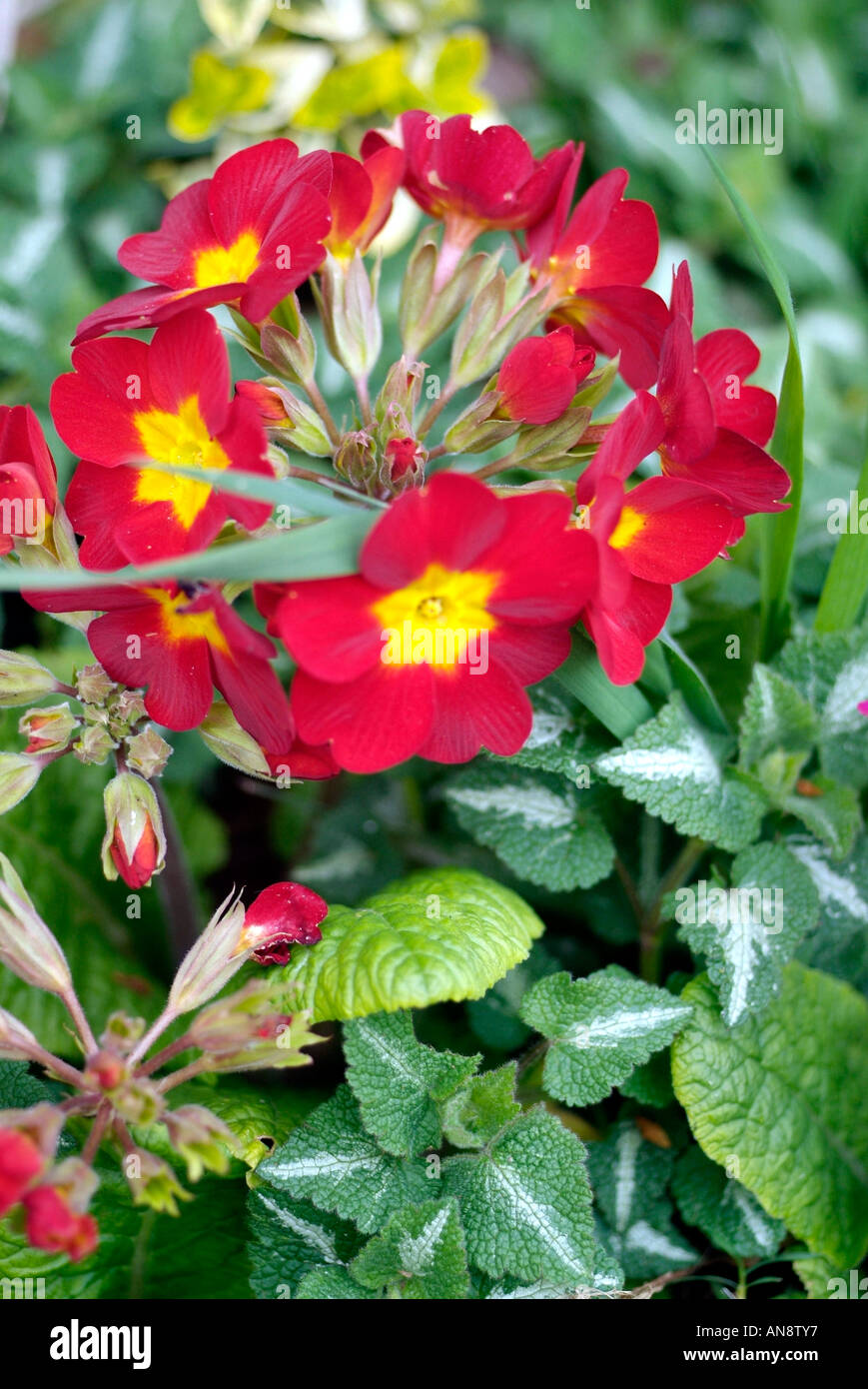 Portrait-Format Bild mit roten Blüten Stockfoto