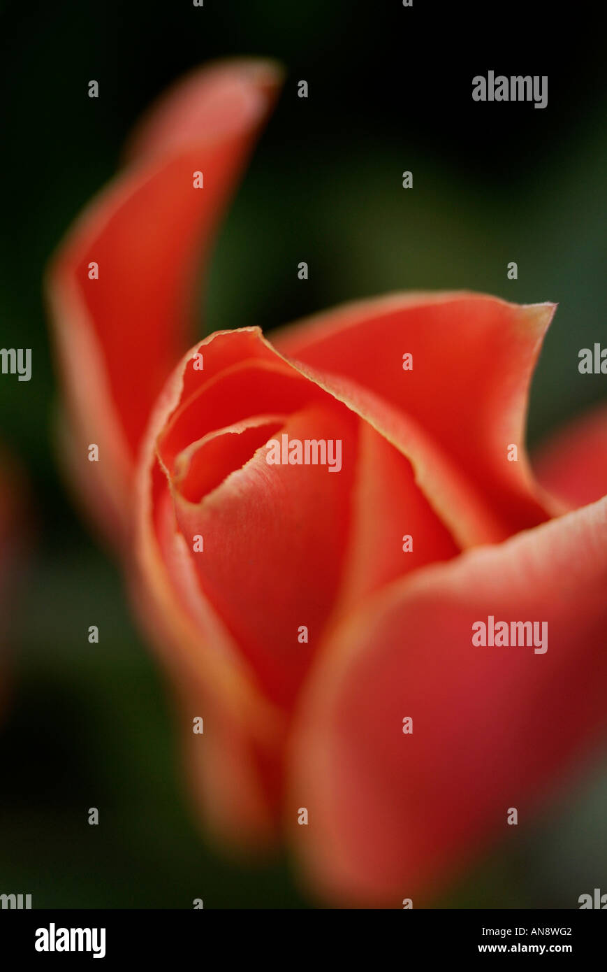 atmosphärischen Porträt Formatierungsangabe einzelne rote Tulpe Blüte Nahaufnahme Stockfoto