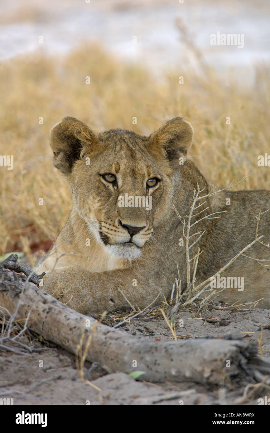 Löwe Panthera Leo Cub ruht im Schatten des Baumes Etosha Nationalpark Namibia November Stockfoto