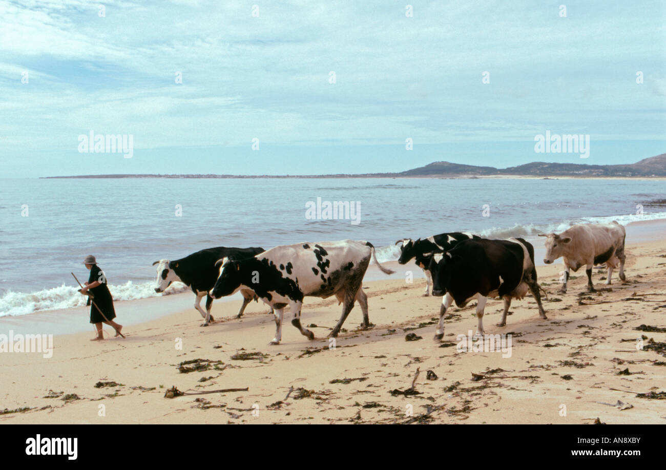 Eine Frau geht ihr Vieh nach Hause von Weideland hinter Ladeira Strand in der Nähe von Corrubedo in Galicien, Nordwest-Spanien Stockfoto