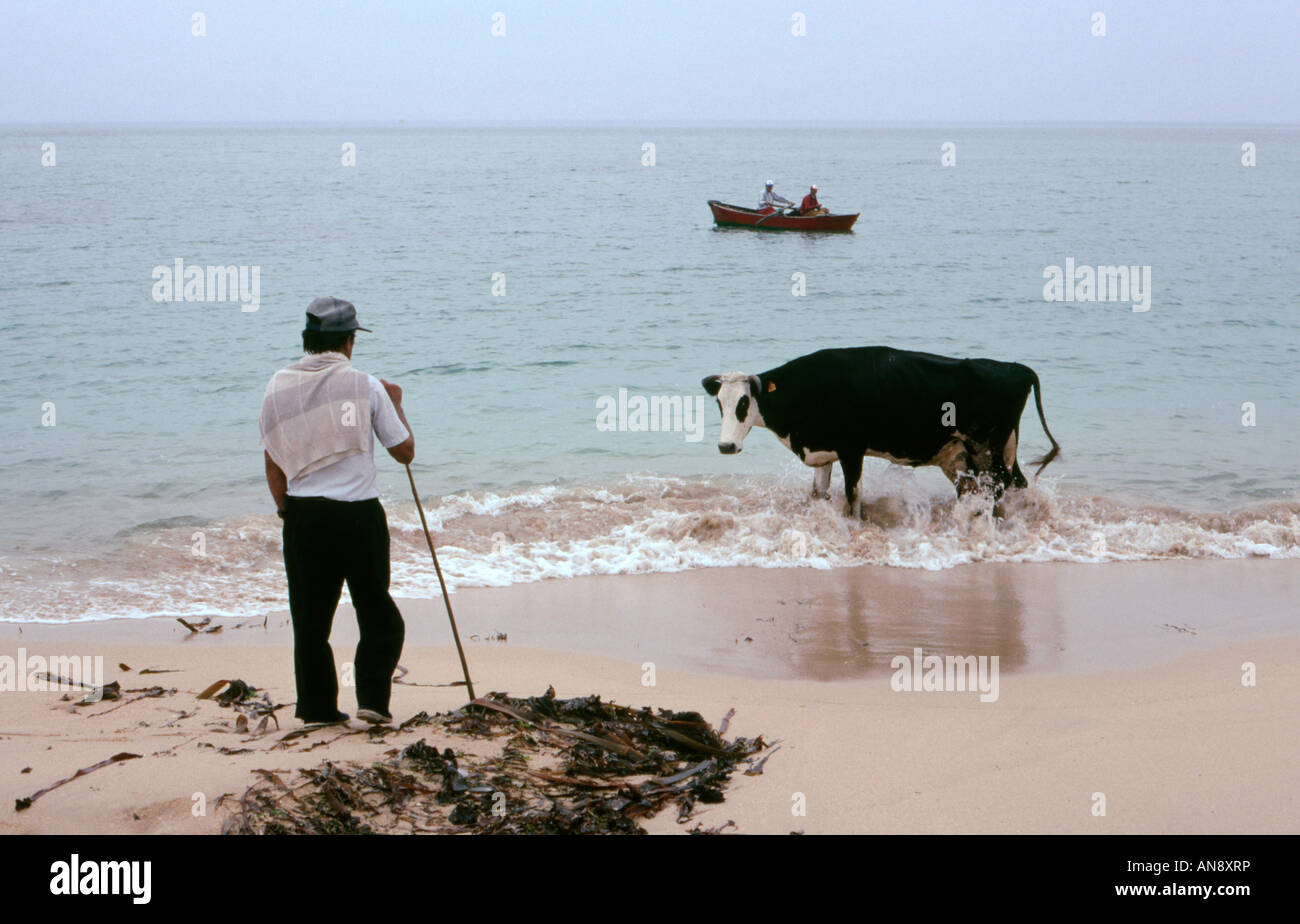 Ein Bauer geht seine Kuh nach Hause von Weideland hinter Ladeira Strand in der Nähe von Corrubedo, Galicien, Nordwest-Spanien Stockfoto