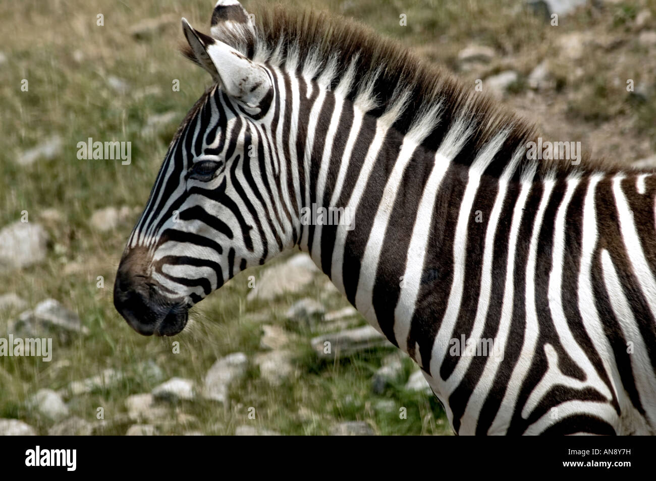 Zebra ears forward -Fotos und -Bildmaterial in hoher Auflösung – Alamy