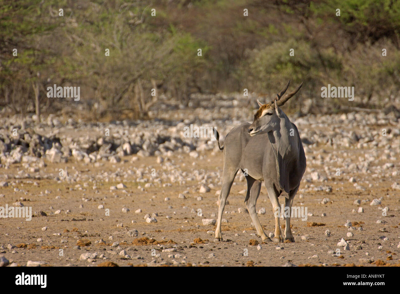 Kap Eland Tauro Oryx Erwachsenen weiblichen Etosha Nationalpark Namibia November Stockfoto