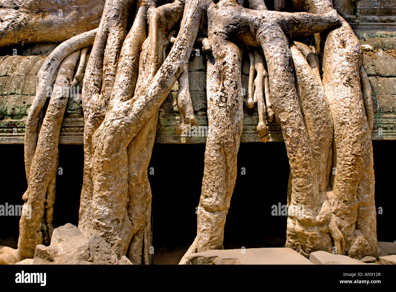 Ta Prohm Kambodscha im Bayon-Stil weitgehend im späten 12. und frühen 13. Jahrhundert erbaut und ursprünglich als Rajavihara. ( Stockfoto