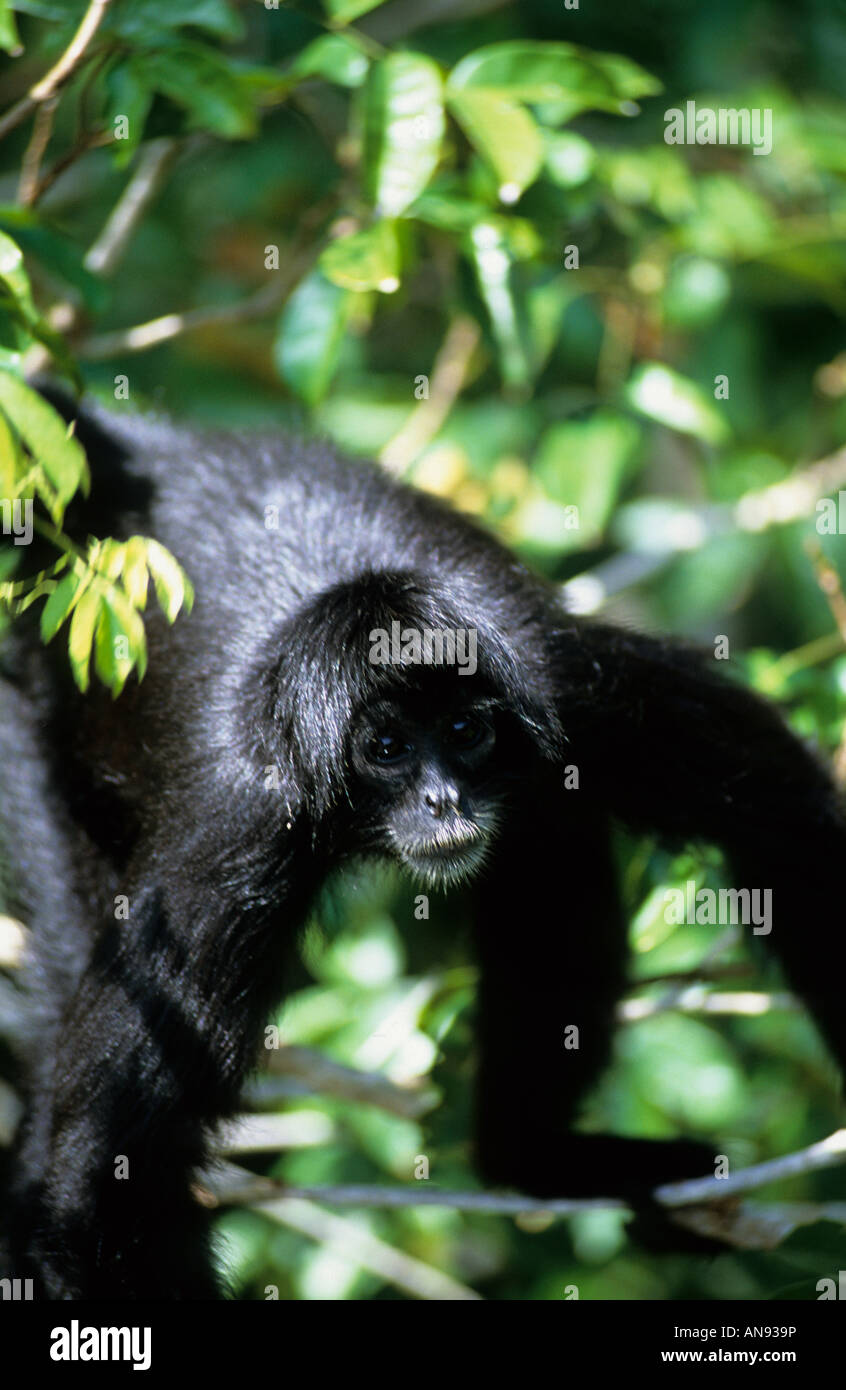 Schwarzer Spinnenaffe, Bocas del Toro, Panama Stockfoto