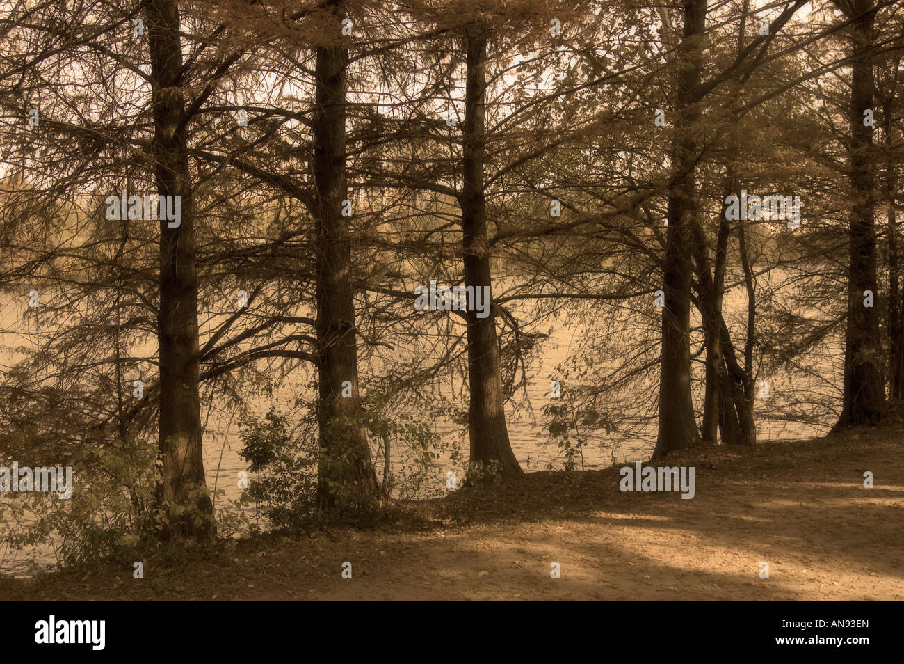 Sepia Blick auf den Wald der kahlen Zypressen am Rande eines Flusses in Austin, Texas Stockfoto