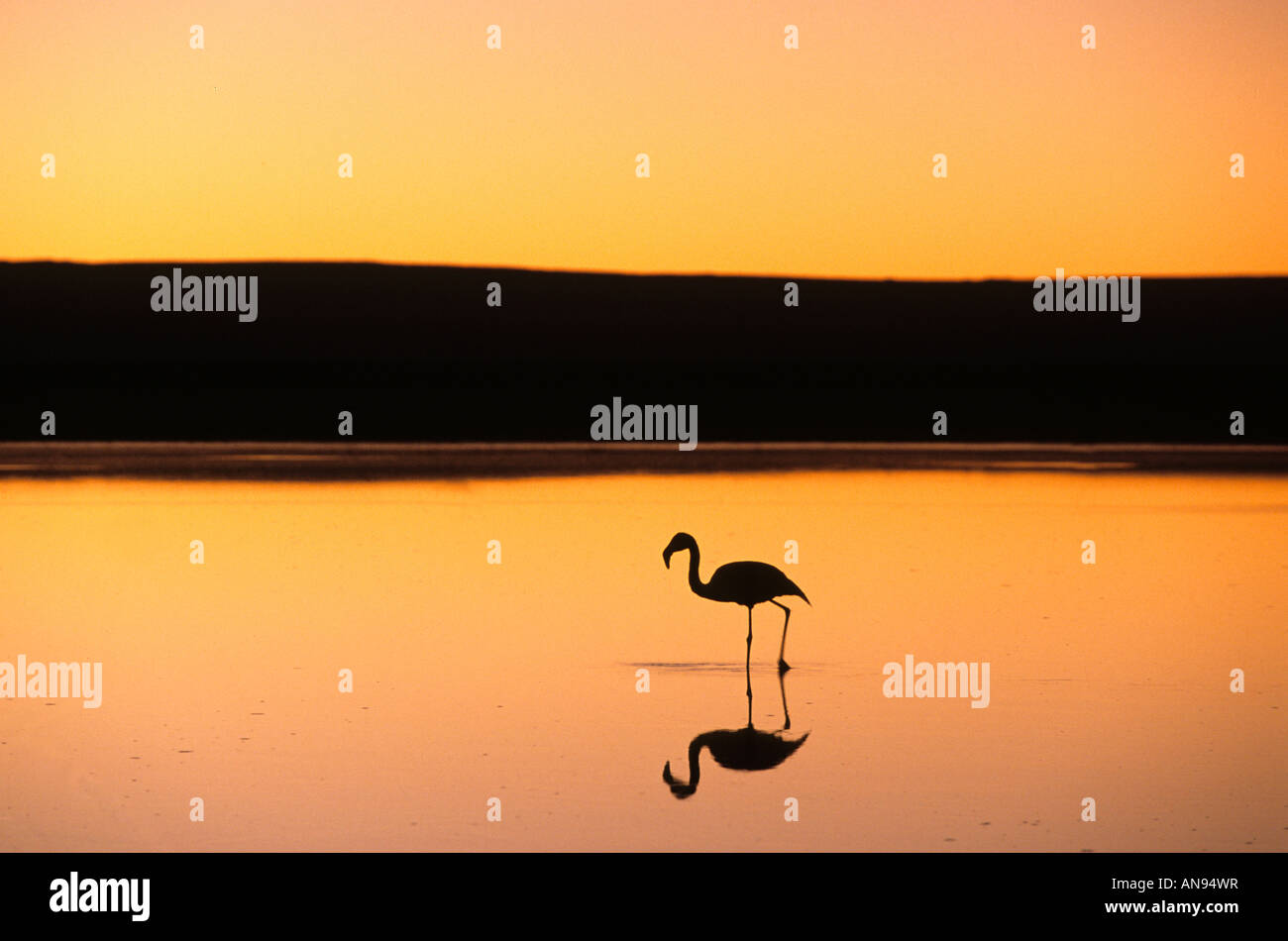 Waten Flamingo bei Sonnenuntergang Atacamawüste Chile Stockfoto