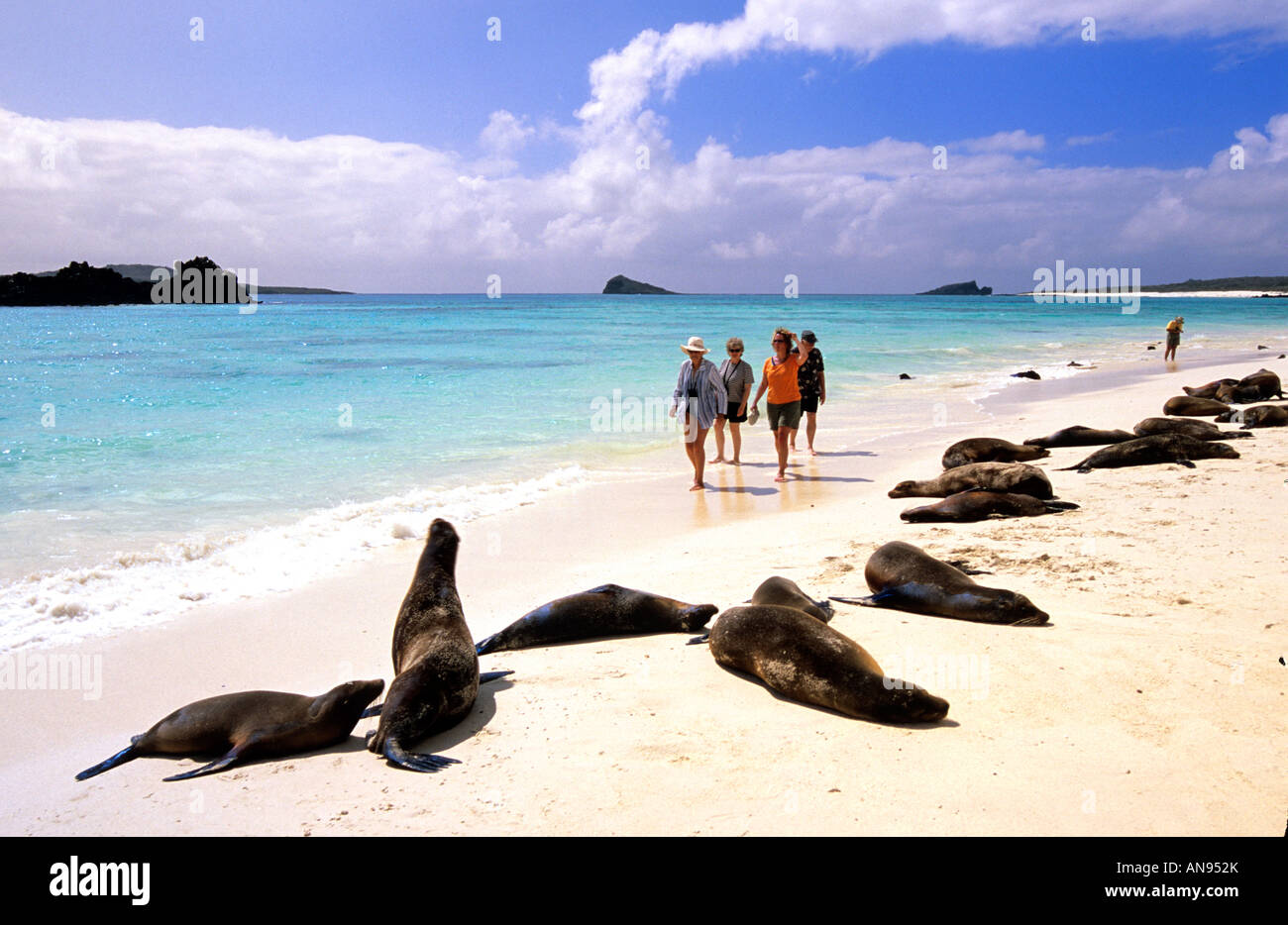 Kreuzfahrt-Passagiere und Seelöwen Galapagosinseln Ecuador Stockfoto