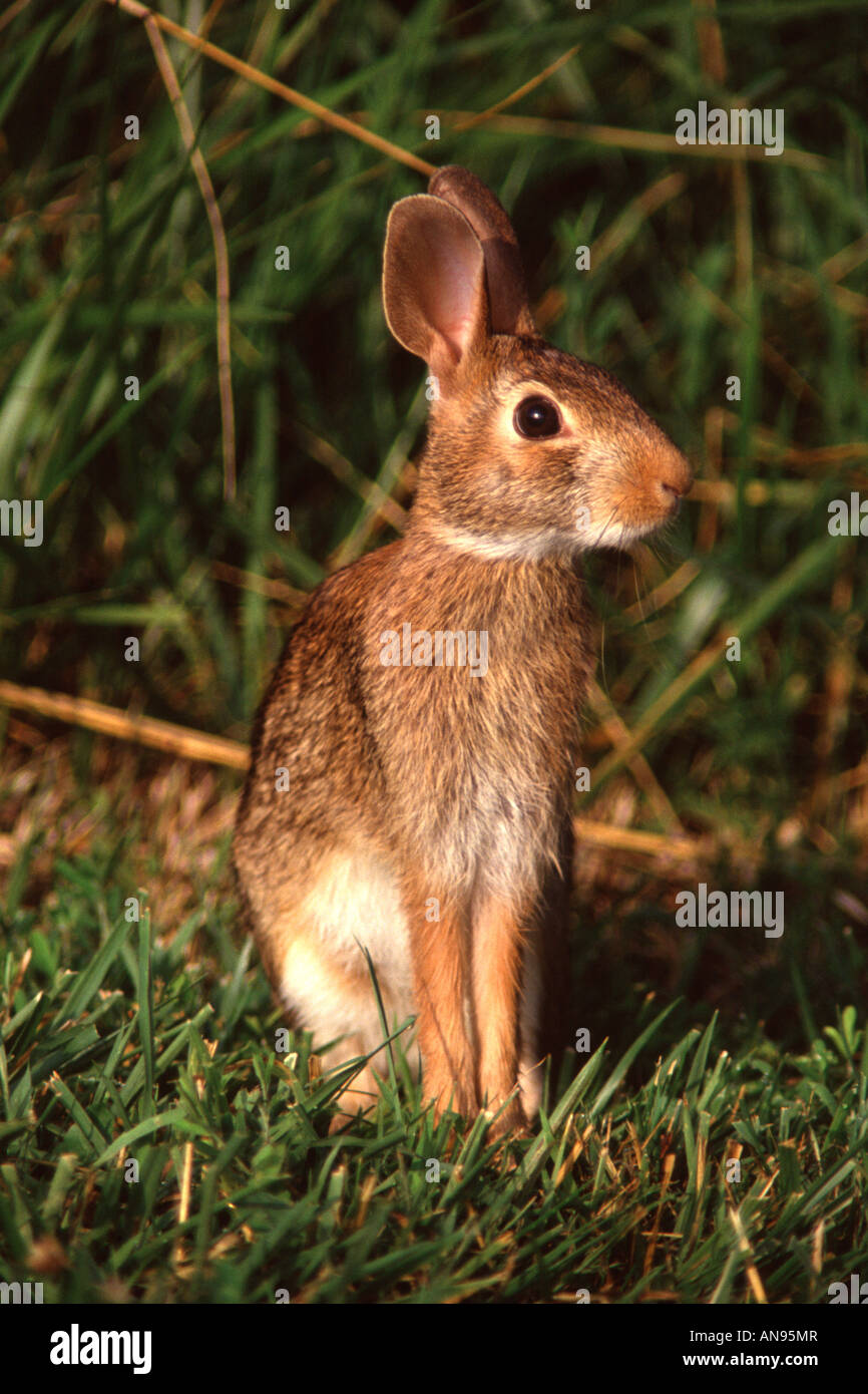 Östlichen Cottontail Kaninchen - vertikal Stockfoto