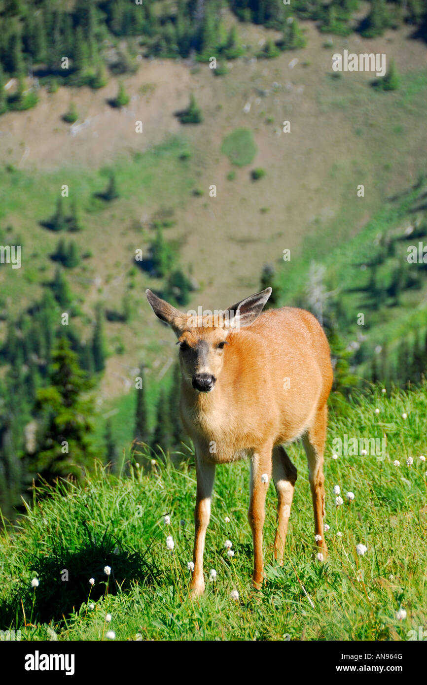 Eine wilde Rehe auf dem Gipfel des Hurricane Ridge im nördlichen Teil der Olympic National Park in der Nähe von Port Angeles, Washington USA Stockfoto