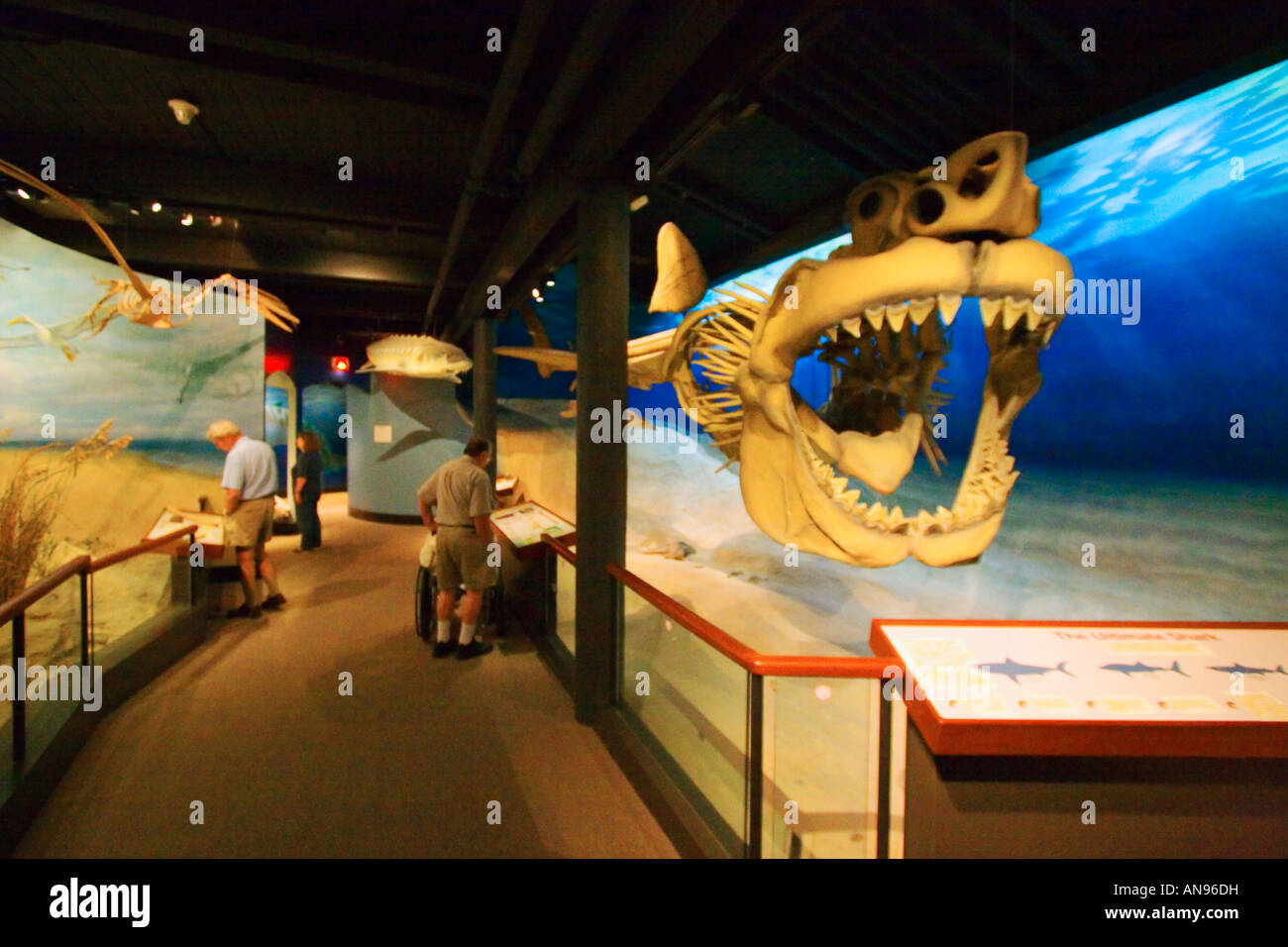 Hai aufweisen, die Calvert Marine Museum, Solomons, Maryland, USA Stockfoto