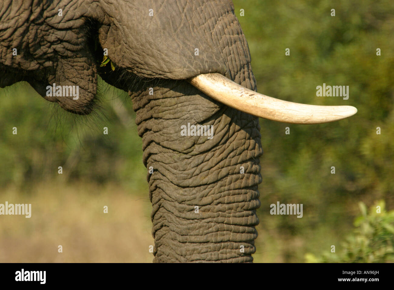 Elephant Tusk und Stamm in Nahaufnahme Stockfoto