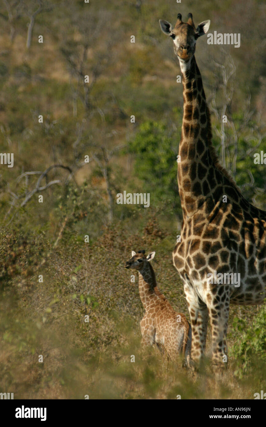 Erwachsene und junge Giraffe stehend nebeneinander unter Betonung des Höhenunterschiedes Stockfoto