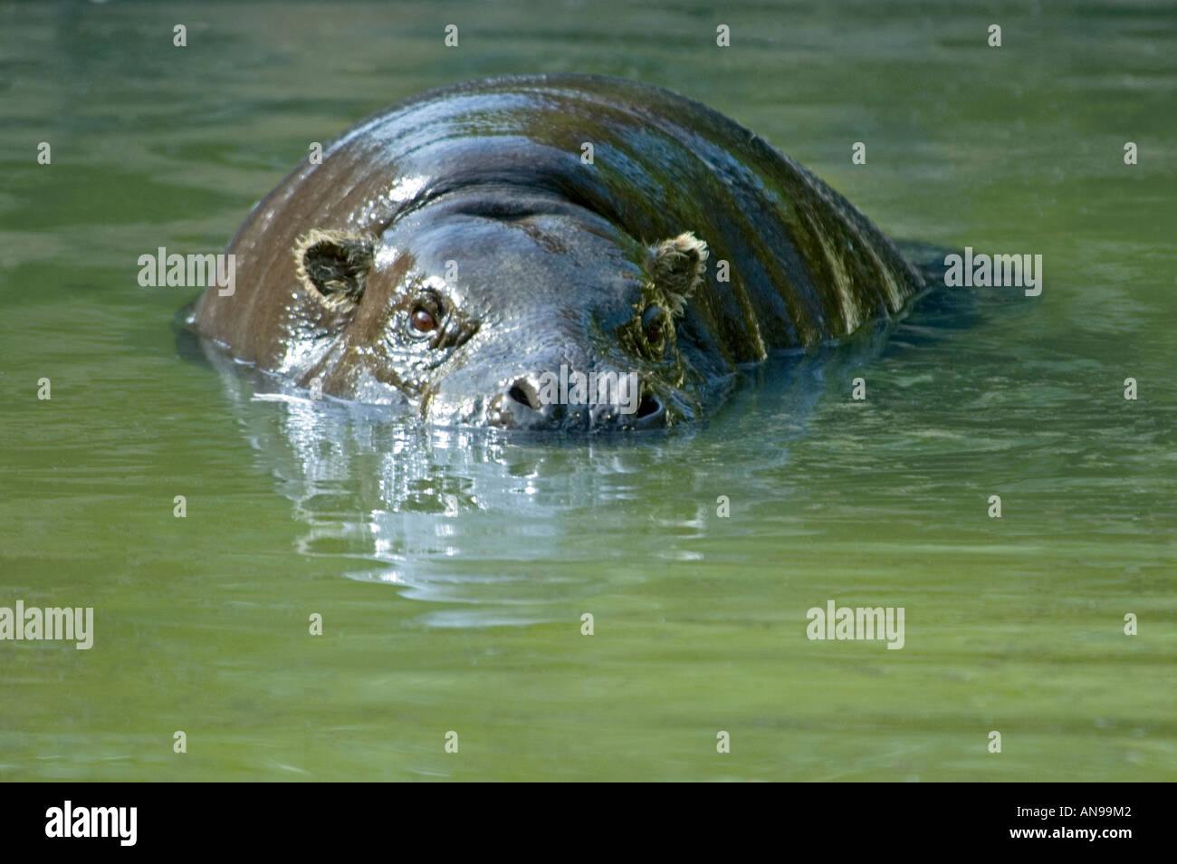 Horizontal nahe getaucht von einem Semi Pygmy Hippopotamus [Choeropsis Liberiensis] Schwimmen im grünen Schmutzwasser. Stockfoto