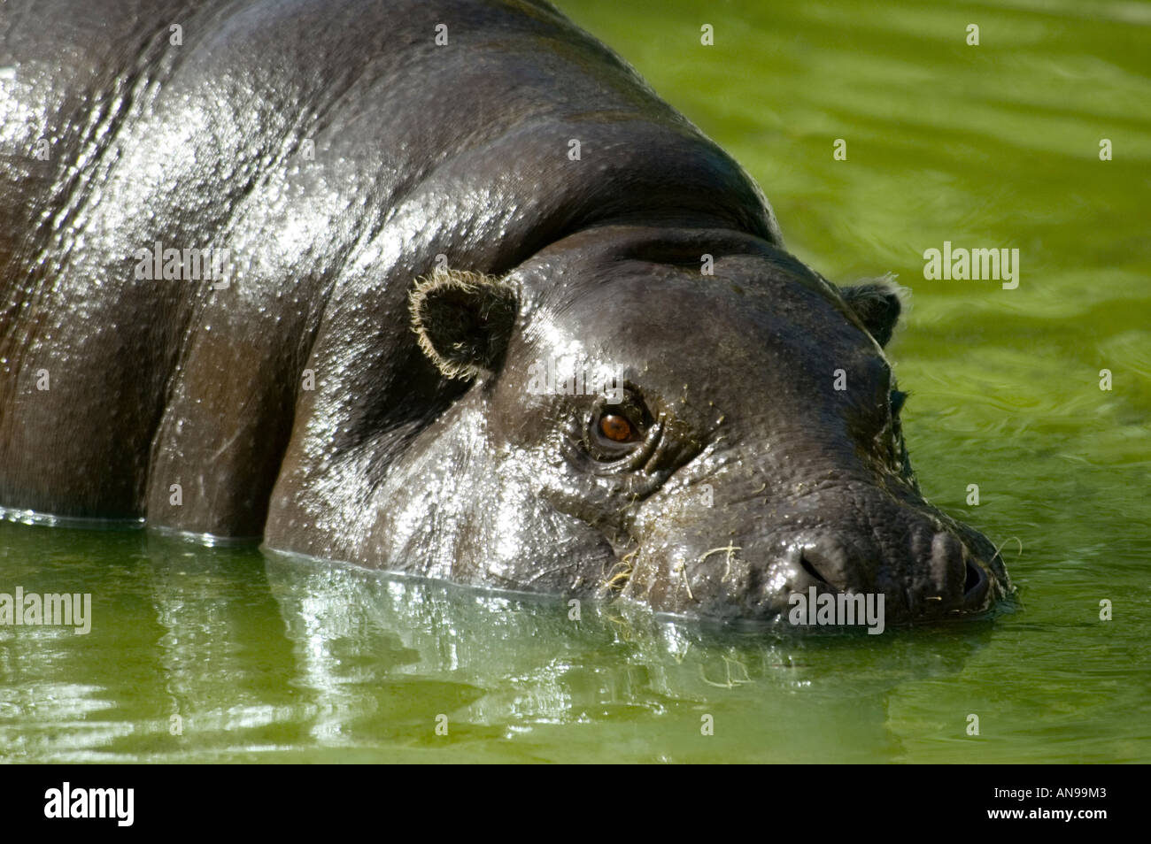 Horizontal nahe getaucht von einem Semi Pygmy Hippopotamus [Choeropsis Liberiensis] schwelgen in flachen grünen Schmutzwasser. Stockfoto