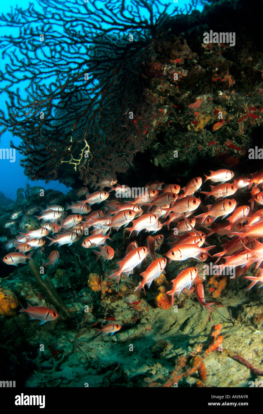 Balken Soldatenfische Caribbean Stockfoto
