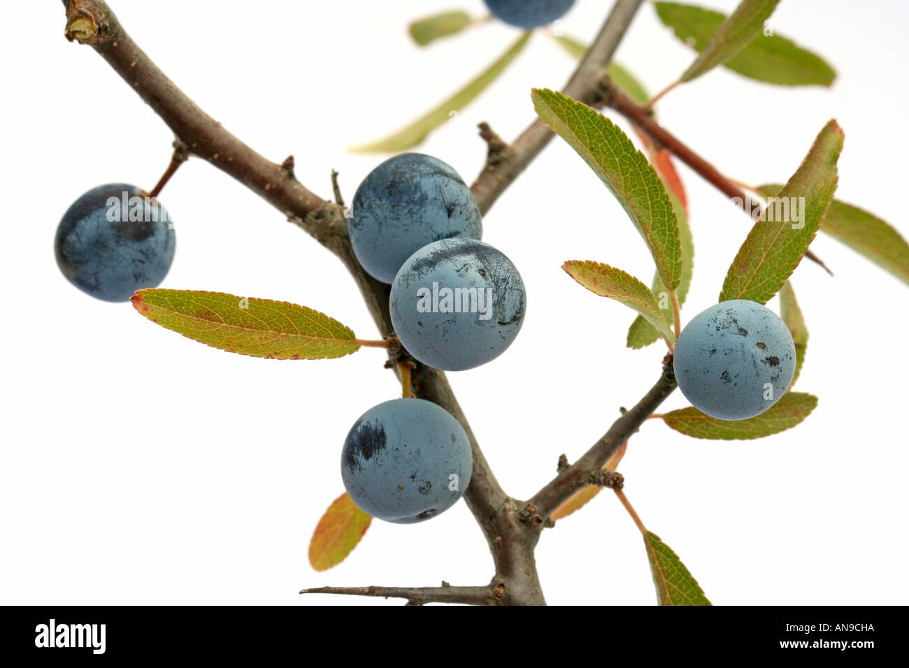 Schlehe Schlehe Prunus spinosa Stockfoto