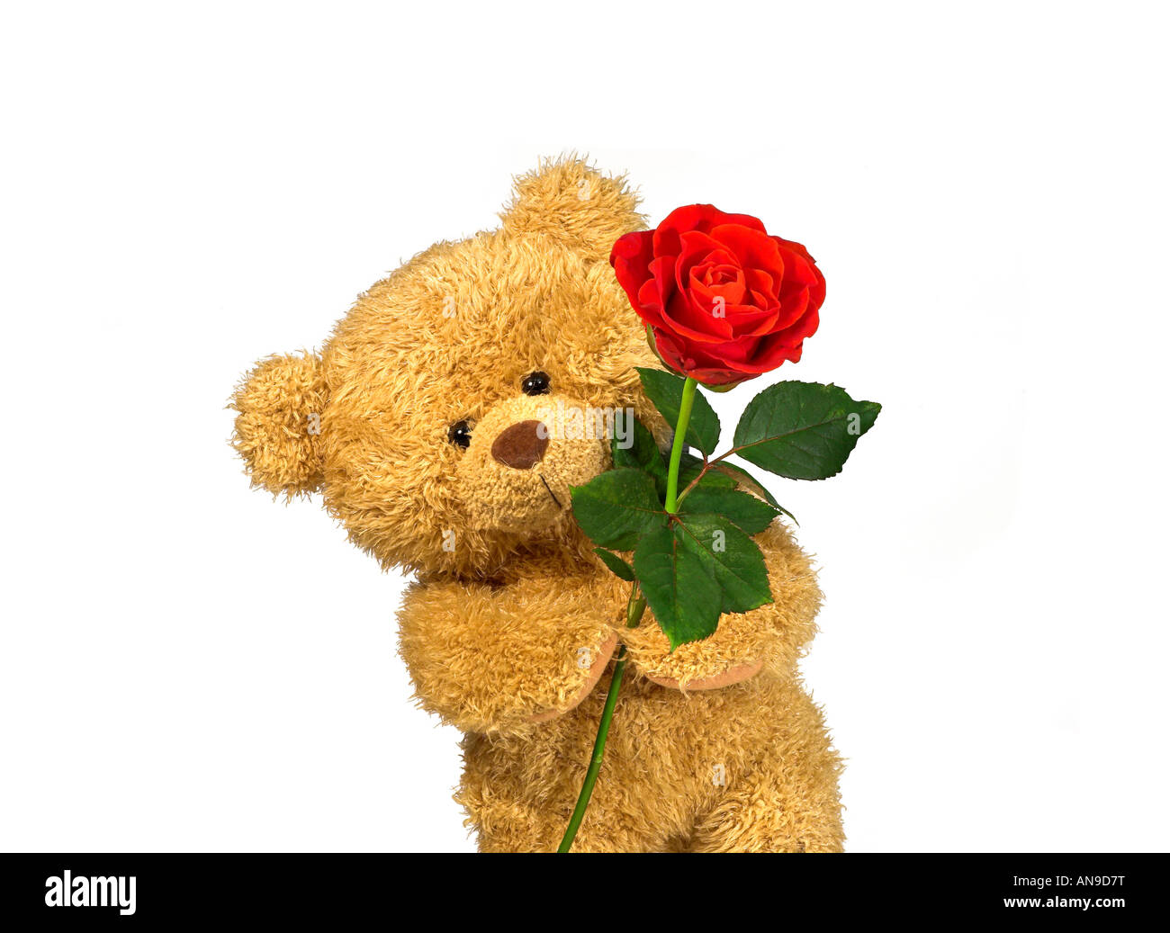 Teddybär mit roter rose Stockfotografie - Alamy