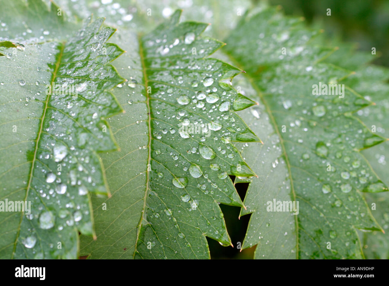 MELIANTHUS GROßEN LAUB Stockfoto