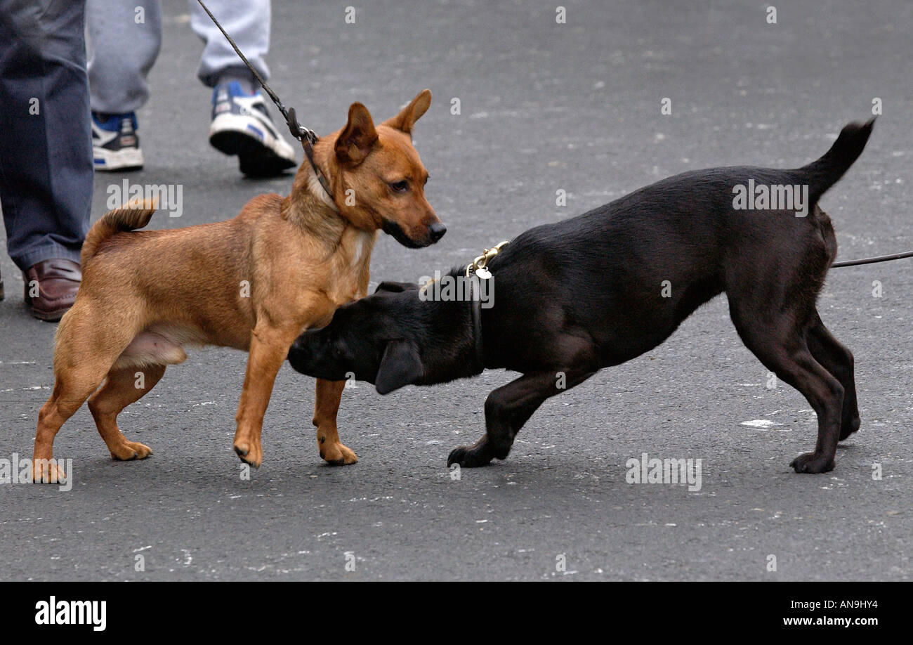 Hunde treffen sich in der Straße Stow auf die Cotswolds Großbritannien würde Stockfoto