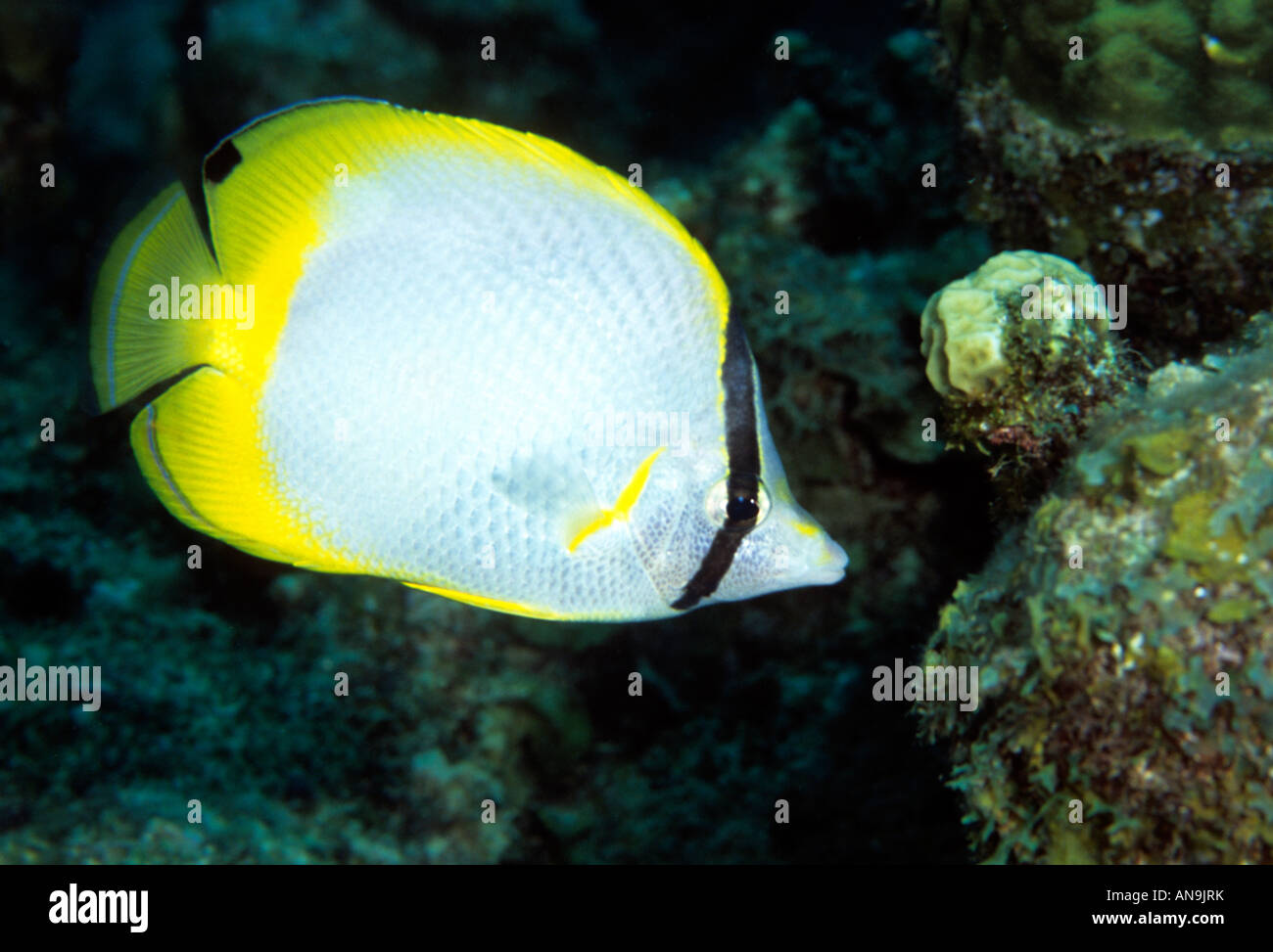 Spotfin Butterflyfish Caribbean Stockfoto