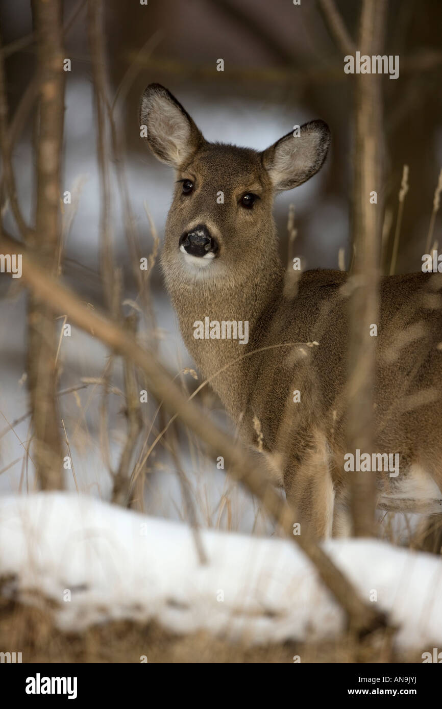 Weiß - angebundene Rotwild Odocoileus Virginianus New York Doe stehen in den Wäldern im Schnee Stockfoto