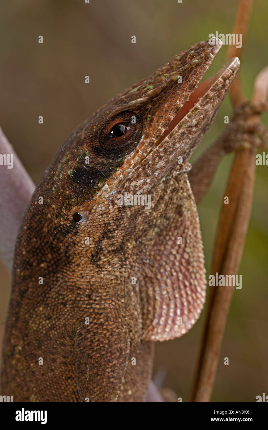 Grüne Anole Anolis Carolinensis Louisiana USA Defensive Haltung Stockfoto