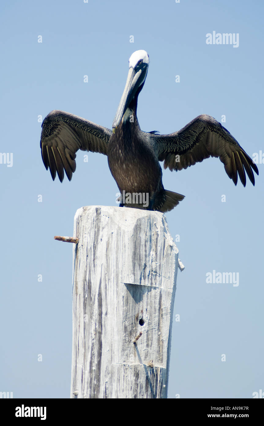 Pelikan seine Flügel ausbreitet Stockfoto