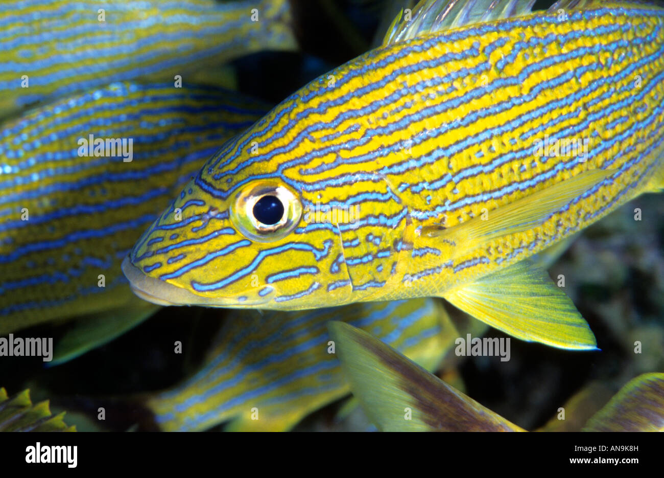 Französisch Grunzen Caribbean Stockfoto