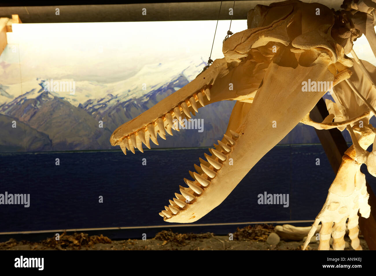 Walskelett, Museum Husavik, Island Stockfoto