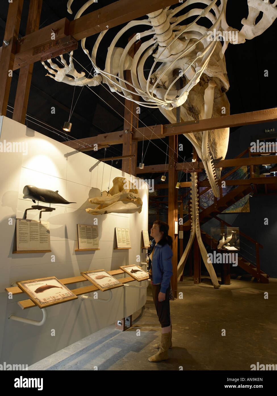 Junge Frau im Walmuseum Husavik Island Stockfoto