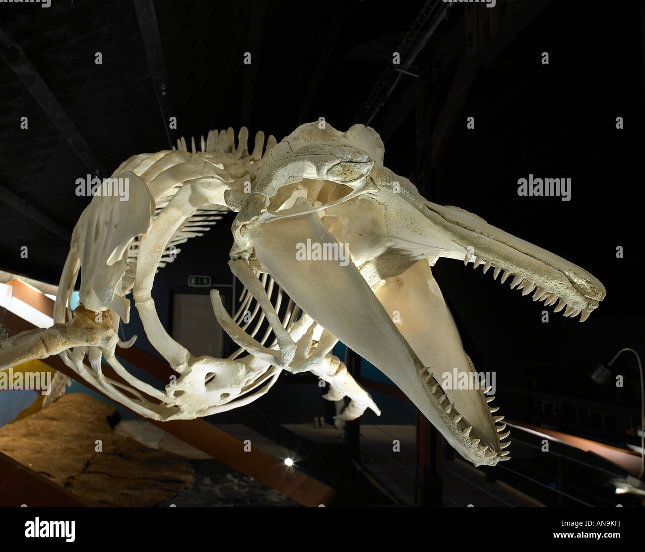Walskelett, Museum Husavik, Island Stockfoto
