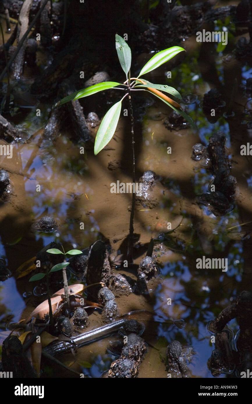 Young Mangrove trieb wächst in den Daintree Regenwald in Australien Stockfoto